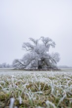 Eastern crack-willow (Salix euxina) standing on a meadow with hoarfrost on the branches in winter,
