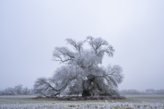 Eastern crack-willow (Salix euxina) standing on a meadow with hoarfrost on the branches in winter,