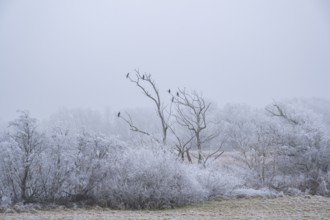 Great cormorant (Phalacrocorax carbo) sitting on an old tree with hoarfrost on the branches in
