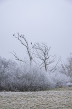 Great cormorant (Phalacrocorax carbo) sitting on an old tree with hoarfrost on the branches in
