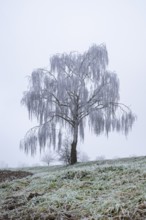 Silver birch (Betula pendula) standing on a meadow with hoarfrost on the branches in winter,