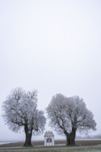 Two silver lime trees (Tilia tomentosa) standing in a meadow with a small chapel in the middle with