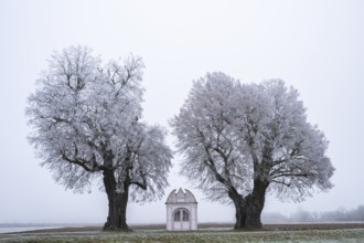 Two silver lime trees (Tilia tomentosa) standing in a meadow with a small chapel in the middle with