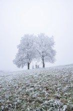 Two silver lime trees (Tilia tomentosa) standing in a meadow with a crucifix in the middle with