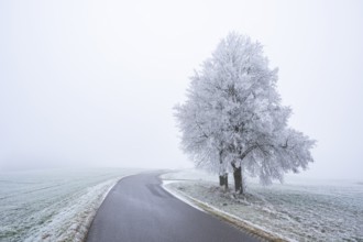 Two silver linden (Tilia tomentosa) trees standing beside a little road, with hoarfrost on the