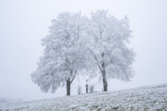 Two silver lime trees (Tilia tomentosa) standing in a meadow with a crucifix in the middle with