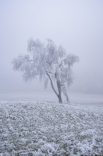 Silver birch (Betula pendula) with a raised hide in a meadow with hoarfrost on the branches in