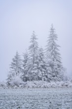 Norway spruce (Picea abies) trees with hoarfrost on the branches next to a meadow in winter,