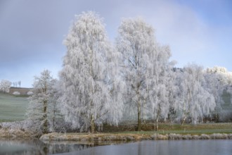 Silver birch (Betula pendula) standing behind a little pond with hoarfrost on the branches at