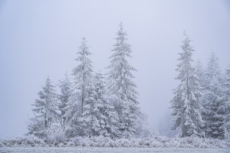 Norway spruce (Picea abies) trees with hoarfrost on the branches next to a meadow in winter,