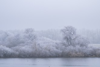 Bushes growing beside danubia river with hoarfrost on the branches in winter, Bavaria, Germany