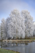 Silver birch (Betula pendula) standing behind a little pond with hoarfrost on the branches at