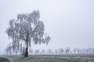 Silver birch (Betula pendula) standing on a meadow with hoarfrost on the branches in winter,