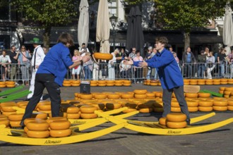 Two men in blue clothing hand over traditional cheese wheels at the Alkmaar cheese market, Cheese,