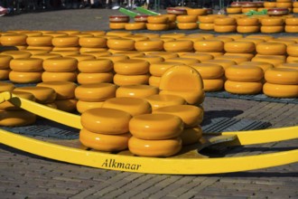 Stack of yellow cheese wheels on a market square in Alkmaar in sunny weather, cheese, cheese
