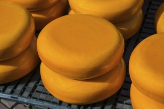 Close-up of shiny yellow cheese wheels stacked in the sun, Cheese, Cheese market, Alkmaar, Alkmar,