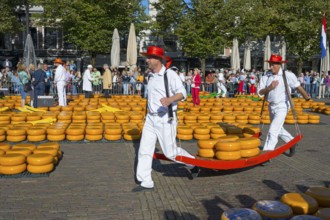 Men in traditional costumes transporting cheese at a market, cheese carrier, cheese, cheese market,