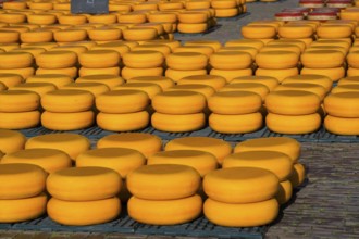Pile of orange cheese wheels on the ground outside, cheese, cheese market, Alkmaar, Alkmar,