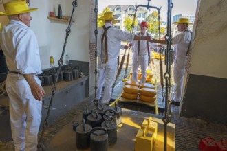 Porters with yellow hats weighing large Gouda loaves in a historic cheese scale, cheese carrier,