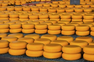 Many cheese wheels stored in stacks in an outdoor area, cheese, cheese market, Alkmaar, Alkmar,