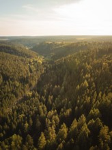 A wide view over the green tops of a forest, illuminated by golden sunlight, Mandelberg castle