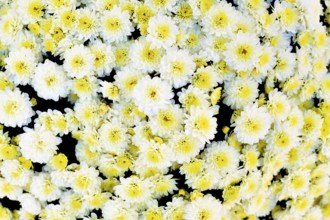 Top view of many white chrysanthemums flowers with yellow centers