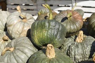 Green and gray heirloom pumpkins and squash at rustic autumn market. Queensland Blue, Jarrahdale