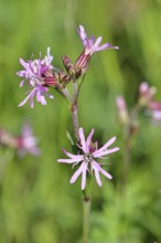Kuckucks-Lichtnelke (Silene flos-cuculi), Nahaufnahme, Wilnsdorf, Nordrhein-Westfalen, Deutschland