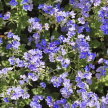 Gamander Ehrenpreis (Veronica chamaedrys), Männertreu, Blüten in einem Laubwald, blaue Blüte,