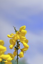 Blüte vom Ginster, Gewöhnlicher Besenginster (Cytisus scoparius), gelbe Blüten vor blauem Himmel,