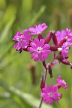 Rote Lichtnelke (Silene dioica), Nahaufnahme einer Blüte auf einer Wiese, Wilnsdorf,