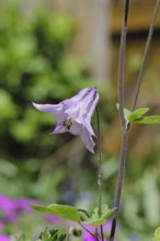 Gewöhnliche Akelei (Aquilegia vulgaris), rosa Blüte am Waldrand, im Frühling, Wilnsdorf,