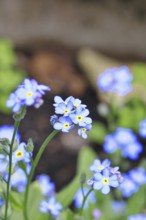 Sumpfvergissmeinnicht (Myosotis palustris), Echtes Vergissmeinnicht in Blüte im Frühjahr,