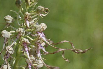 Bocks-Riemenzunge (Himantoglossum hircinum), Blütenstand mit geöffneten weiss-violetten Blüten,