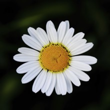 Magerwiesenmargerite Magerwiesen Margerite (Chrysanthemum leucanthemum), Blüte vor schwarzem