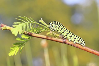 Schwalbenschwanz Raupe (Papilio machaon), Raupe sitzt an Wilder Möhre (Daucus carota),