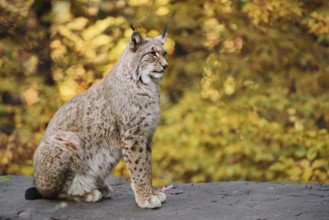 Eurasian lynx (Lynx lynx) sitting on a stone in autumn, captive, Germany