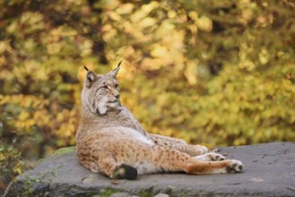 Eurasian lynx (Lynx lynx) lying on a stone in autumn, captive, Germany