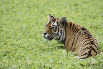 Siberian tiger (Panthera tigris altaica) in a pond with water lettuce (Pistia stratiotes), captive,