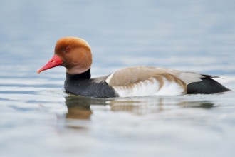 Red-crested pochard (Netta rufina), swimming drake, Lake Constance, Baden-Württemberg, Germany
