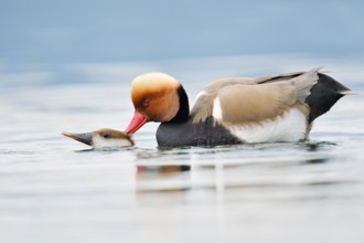 Red-crested pochard (Netta rufina), pair copulating, Lake Constance, Baden-Württemberg, Germany