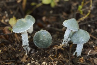 Stropharia aeruginosa, North Rhine-Westphalia, Germany