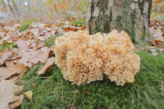 Wood Cauliflower fungus or fat hen (Wood Cauliflower crispa) in autumn, Gelderland, Netherlands