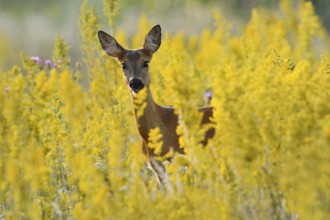 European roe deer (Capreolus capreolus), doe in summer, North Rhine-Westphalia, Germany