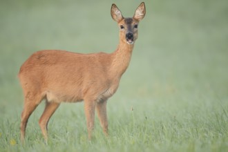 European roe deer (Capreolus capreolus), doe in a meadow, North Rhine-Westphalia, Germany