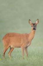 European roe deer (Capreolus capreolus), doe in a meadow, North Rhine-Westphalia, Germany