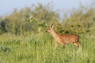 European roe deer (Capreolus capreolus), roebuck in a meadow in spring, North Rhine-Westphalia,