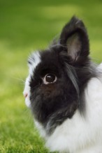 Lionhead rabbit (Oryctolagus cuniculus forma domestica) in a meadow, North Rhine-Westphalia,