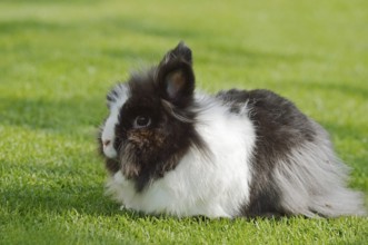 Lionhead rabbit (Oryctolagus cuniculus forma domestica) in a meadow, North Rhine-Westphalia,