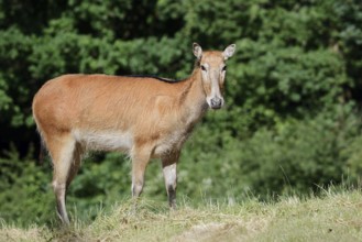David's deer or milu (Elaphurus davidianus), female, originally native to eastern Asia, extinct in